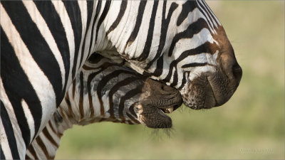 Zebra in Touch 