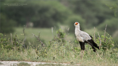 Secretarybird - Tanzania's National Bird