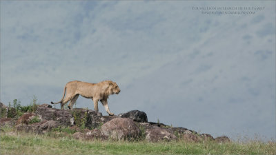 Young Lion in search of his Family 