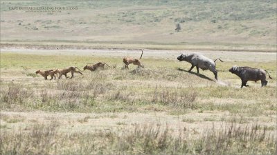 Cape Buffalo Chasing Four Lions 