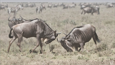 Blue Wildebeest gnu Sparring - Ngorongoro Crater