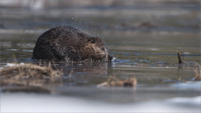 Canadian Beaver shaking off the Water!