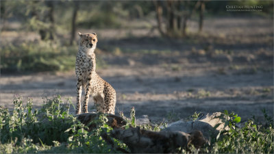 Cheetah Hunting