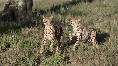 Cheetahs on the Run