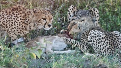 Cheetahs on a Kill 