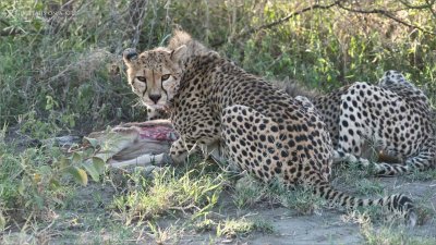 Mother Cheetah on a Kill 