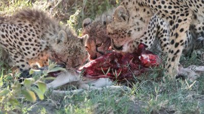 Cheetah Family on a Kill  