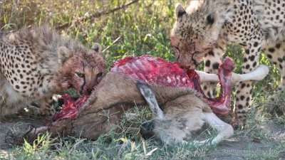 Cheetah Family on a Kill 