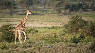 Giraffe in Ndutu - South Serengeti 