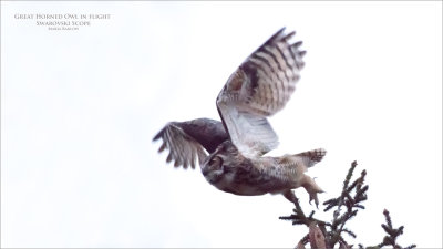 Great Horned Owl in Flight - Maria Barlow - Swarovski Scope!