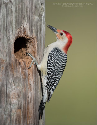 Red-bellied woodpecker