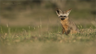 Bat-eared fox  - Tanzania 