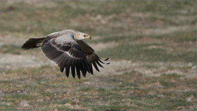 Tawny Eagle in Flight 