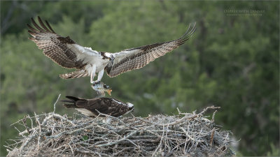 Osprey Nest in Florida
