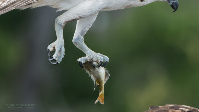 The Talons of an Osprey