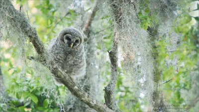 Barred Owlet - Florida