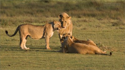 Lions having a morning Chat 