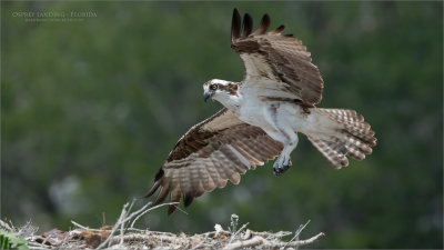 Osprey Landing