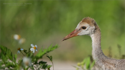 Sandhill Crane Colt