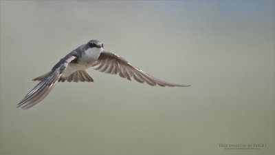 Tree Swallow in Flight 