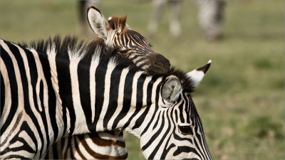 Sleepy Zebra Colt 