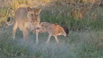 Wildebeest Calf has its Last Dance