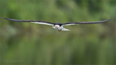 Black Skimmer looking for a Snack