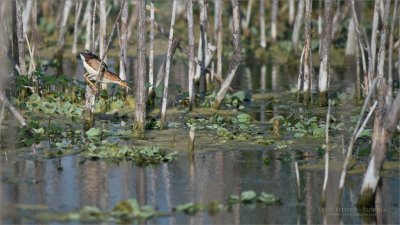 Least Bittern - Florida Swamp