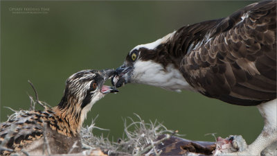 Osprey feeding time