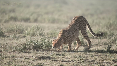 Cheetah Catches a Scent 