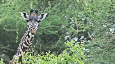 Maasai giraffe Portrait - Tanzania