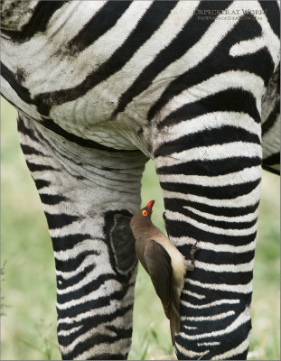Oxpecker at Work