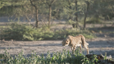 Cheetah Hunting - Tanzania