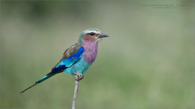 Lilacbreasted roller - Tanzania 