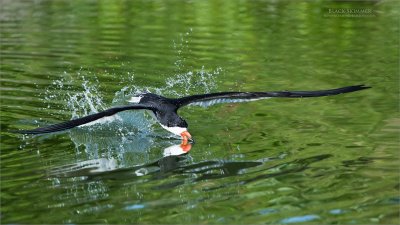 Black skimmer - Skimming