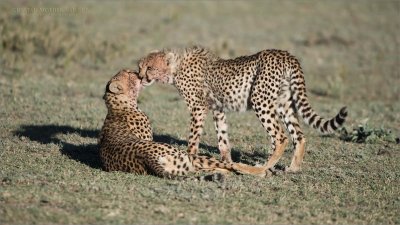 Intimate Cheetah Family - Clean up! Next Africa tour -January 2019