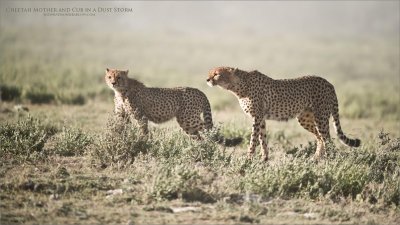 Cheetah Mother and Cub in a Dust Storm