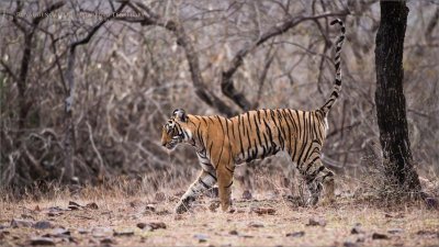 Tiger Marking territory in India!