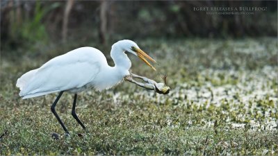 Great White Egret and a Bullfrog 