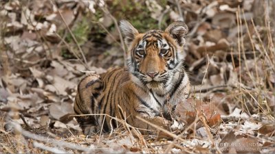 Tiger cub - India