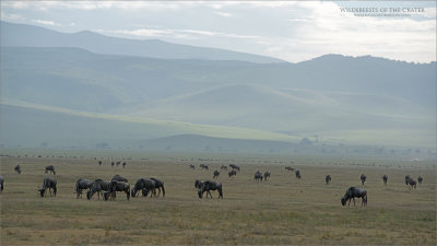 Wildebeests of the Ngorongoro Crater