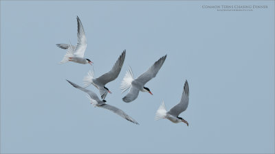 Five Hungry Terns
