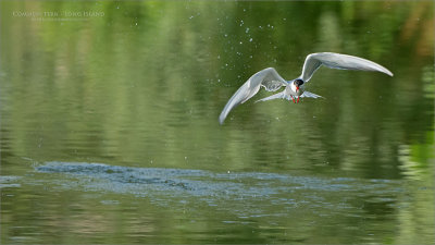 Common Tern in for a Drink