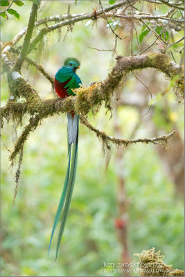 Respendent Quetzal in Costa Rica