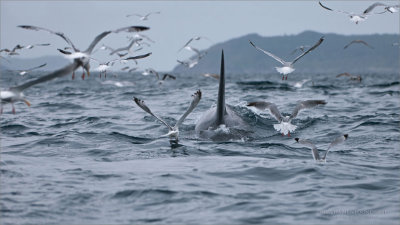 Orca and Gulls - Newfoundland