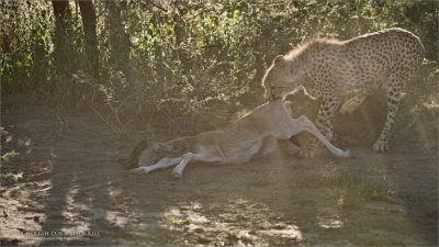 Cheetah Cub with a Kill