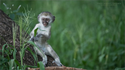Vervet Monkey in Tanzania