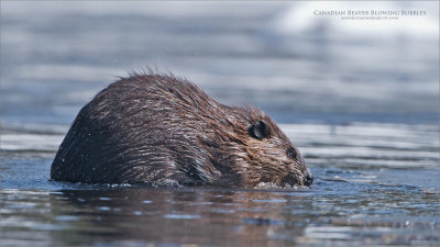 Canadian Beaver blowing bubbles!