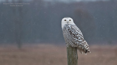 Maria Barlow - Snowy Owl Image