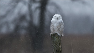 Snowy Owl - Ontario Canada